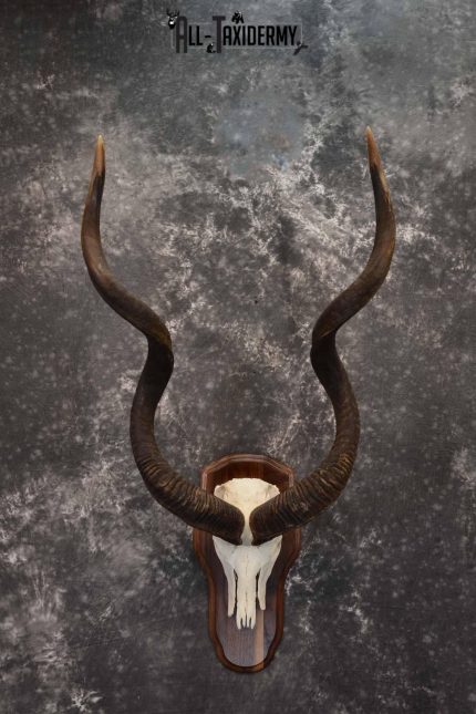 African Greater Kudu skull plaque mount for sale SKU 1381