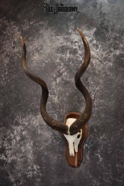 African Greater Kudu skull plaque mount for sale SKU 1381 - Image 2