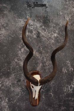 African Greater Kudu skull plaque mount for sale SKU 1381 - Image 4