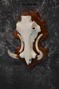African Warthog skull plaque mount for sale SKU 1383 - Image 2