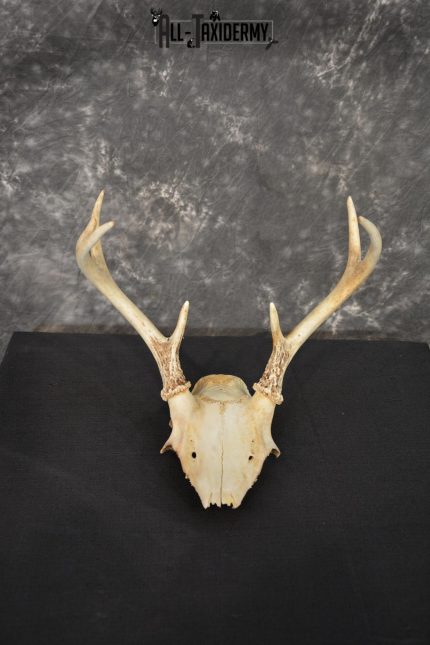 Whitetail 7 point skull SKU 1429