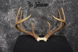 Whitetail Deer antler skull cap 8 pointer for sale SKU 1419 - Image 6