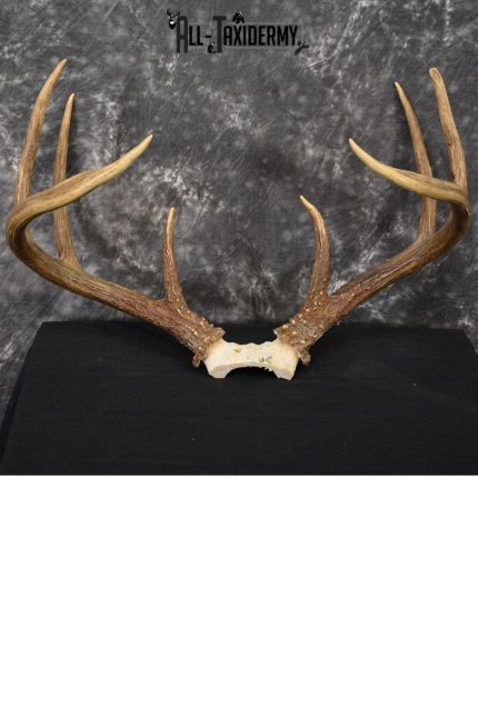 Whitetail Deer antler skull cap 8 pointer for sale SKU 1419