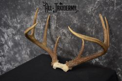 Whitetail Deer antler skull cap 8 pointer for sale SKU 1419 - Image 5