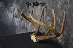 Whitetail Deer antler skull cap 8 pointer for sale SKU 1419 - Image 4