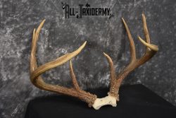 Whitetail Deer antler skull cap 8 pointer for sale SKU 1419 - Image 3