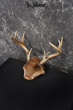 Whitetail Deer 8 point Taxidermy skull cap with hair SKU 1441 - Image 5