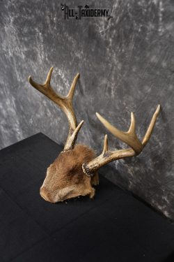 Whitetail Deer 8 point Taxidermy skull cap with hair SKU 1441 - Image 4