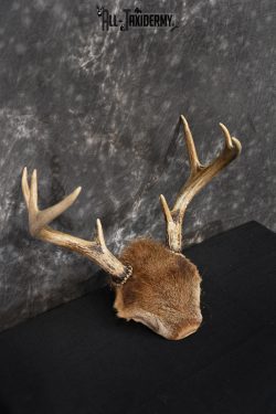 Whitetail Deer 8 point Taxidermy skull cap with hair SKU 1441 - Image 3