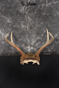 Whitetail Deer Skull Cap, Antler Mount Taxidermy with Hair SKU 1442