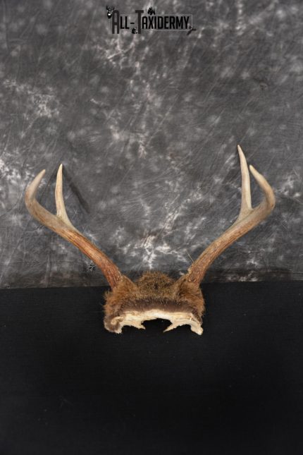 Whitetail Deer Skull Cap, Antler Mount Taxidermy with Hair SKU 1442