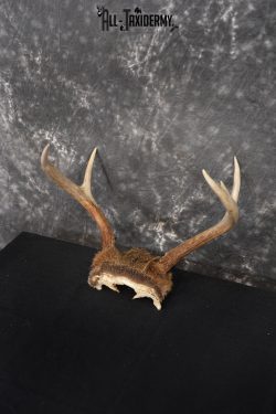 Whitetail Deer Skull Cap, Antler Mount Taxidermy with Hair SKU 1442 - Image 5