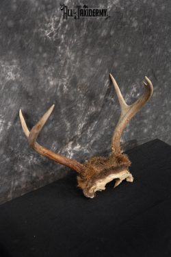 Whitetail Deer Skull Cap, Antler Mount Taxidermy with Hair SKU 1442 - Image 3