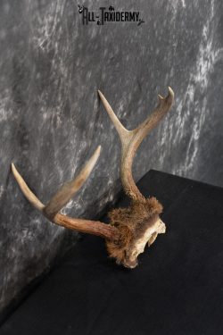 Whitetail Deer Skull Cap, Antler Mount Taxidermy with Hair SKU 1442 - Image 2