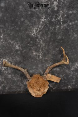 Whitetail Deer Taxidermy Skull Antler with Hair year 1982 SKU 1443