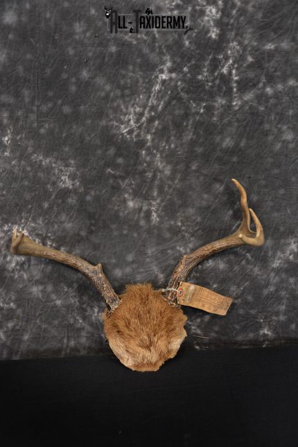 Whitetail Deer Taxidermy Skull Antler with Hair year 1982 SKU 1443