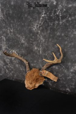 Whitetail Deer Taxidermy Skull Antler with Hair year 1982 SKU 1443 - Image 3