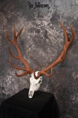 Red Stag European skull taxidermy mount SKU 1438 - Image 5