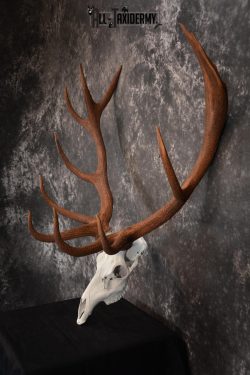 Red Stag European skull taxidermy mount SKU 1438 - Image 4