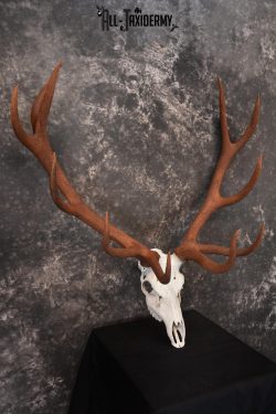 Red Stag European skull taxidermy mount SKU 1438 - Image 3