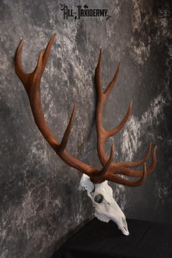 Red Stag European skull taxidermy mount SKU 1438 - Image 2