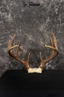 Whitetail Skull cap taxidermy 10 point SKU 1444