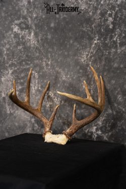 Whitetail Skull cap taxidermy 10 point SKU 1444 - Image 5