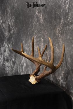 Whitetail Skull cap taxidermy 10 point SKU 1444 - Image 4