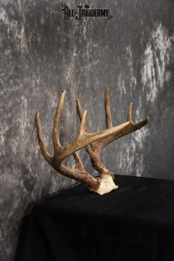 Whitetail Skull cap taxidermy 10 point SKU 1444 - Image 2