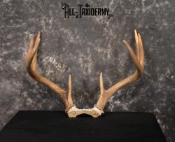 Whitetail Skull cap taxidermy 8 pointer SKU 1445 - Image 5