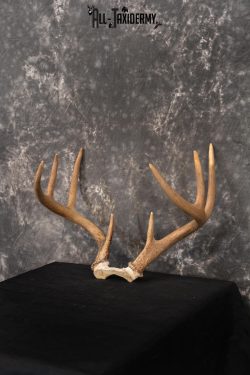 Whitetail Skull cap taxidermy 8 pointer SKU 1445