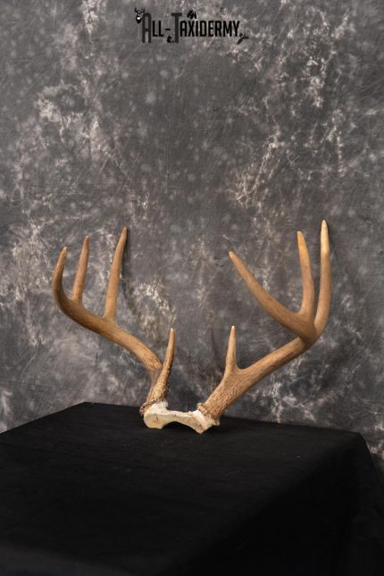 Whitetail Skull cap taxidermy 8 pointer SKU 1445