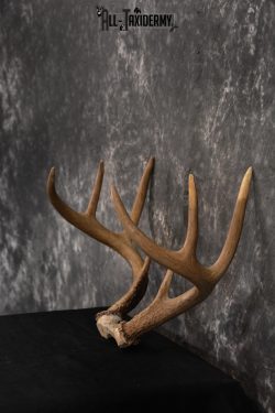 Whitetail Skull cap taxidermy 8 pointer SKU 1445 - Image 4