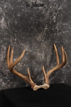 Whitetail Skull cap taxidermy 8 pointer SKU 1445 - Image 3