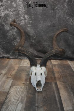 African Greater Kudu Skull taxidermy for sale SKU 1478 - Image 2