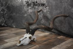 African Greater Kudu Skull taxidermy for sale SKU 1478 - Image 3