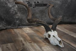 African Greater Kudu Skull taxidermy for sale SKU 1478 - Image 5