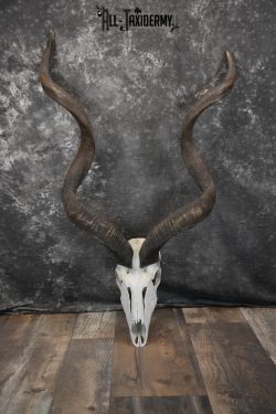 African Greater Kudu Skull taxidermy for sale SKU 1478
