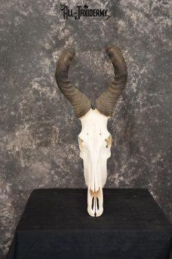African Red Hartebeest taxidermy skull for sale SKU 1461 - Image 2
