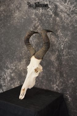 African Red Hartebeest taxidermy skull for sale SKU 1461
