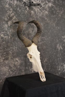 African Red Hartebeest taxidermy skull for sale SKU 1461 - Image 4