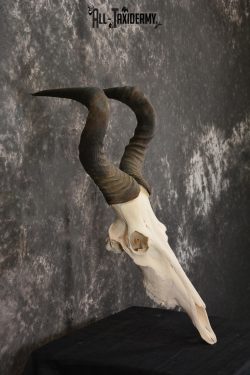 African Red Hartebeest taxidermy skull for sale SKU 1461 - Image 5