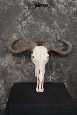 Blue Wildebeest Taxidermy skull for sale SKU 1462 - Image 2