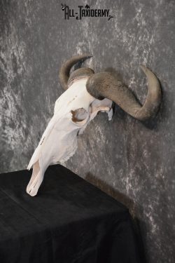 Blue Wildebeest Taxidermy skull for sale SKU 1462 - Image 3