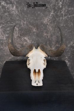 African Black Wildebeest Skull taxidermy for sale SKU 1480 - Image 2