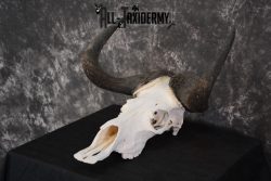 African Black Wildebeest Skull taxidermy for sale SKU 1480