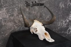 African Black Wildebeest Skull taxidermy for sale SKU 1480 - Image 4