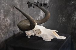 African Black Wildebeest Skull taxidermy for sale SKU 1480 - Image 5