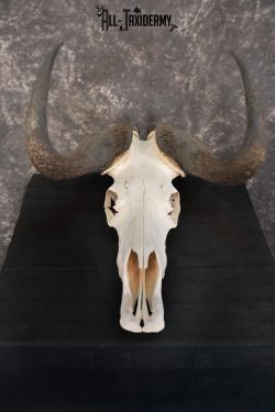 African Black Wildebeest Skull taxidermy for sale SKU 1480 - Image 6