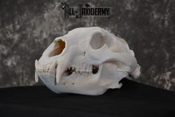 Alaska Grizzly Bear Skull Taxidermy for sale SKU 1494 - Image 4